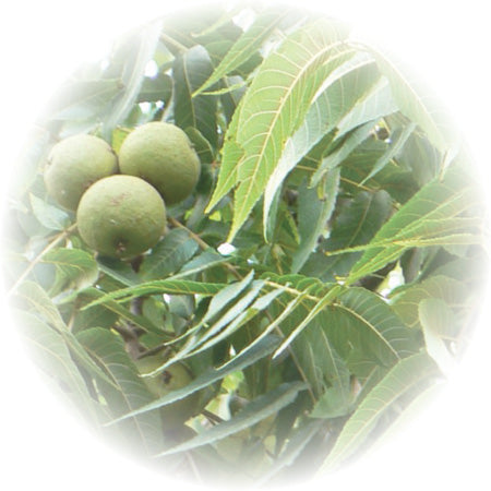 BlackWalnutLeaf2