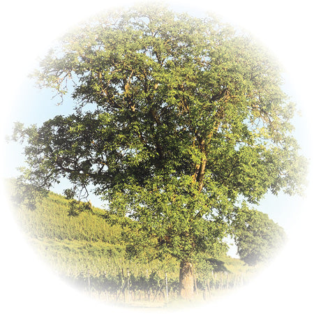 BlackWalnutTree