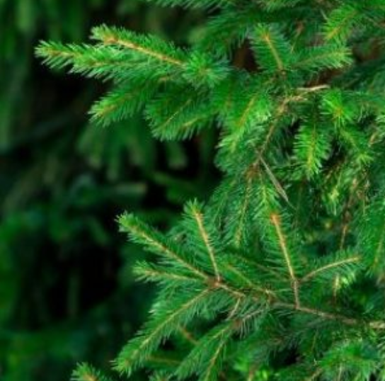 Balsam Fir