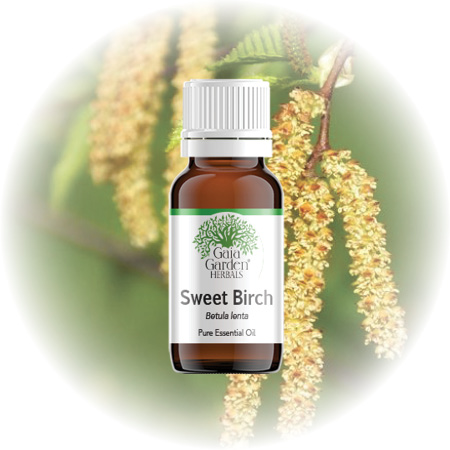 Birch (Sweet) Essential Oil - Adirondack (Betula Lenta)