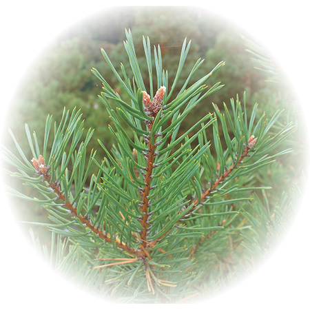 Pine needles - Pinus sylvestris - Perfumetherapy