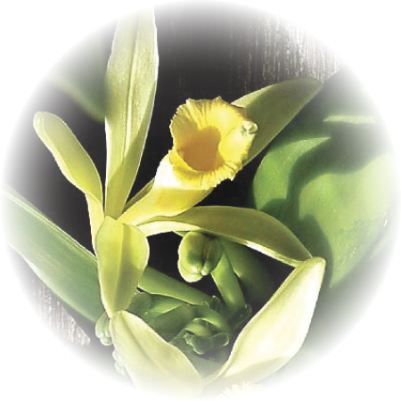 Vanilla Oil (Vanilla Planifolia) 100% Natural Pure Essential Oil –  Bascominternational
