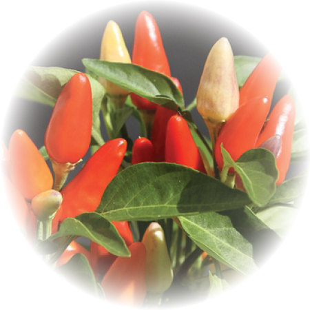 Poivre de Cayenne - Capsicum frutescens et capsaïcine - piment de cayenne -  60 gélules | Herba Direkt