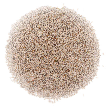 Psyllium Seed, Powder (Plantago ovata) - Dried Herb, Organic - Gaia ...
