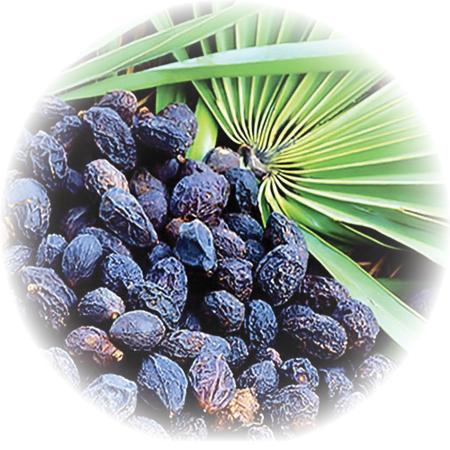Saw Palmetto Berries, Cut & Sifted (Serenoa serrulata) - Dried Herb,  Organic - Gaia Garden Herbal Dispensary